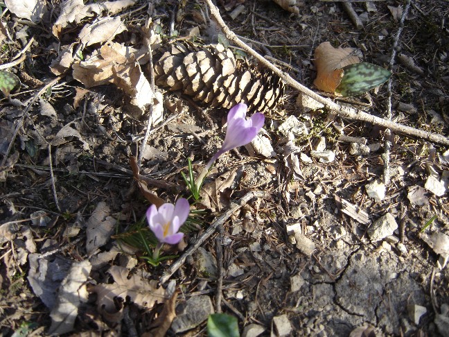 Fiori primaverili